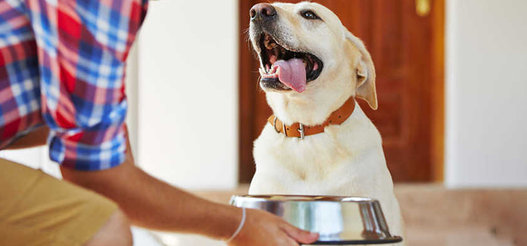 animal hospital nutritional counseling