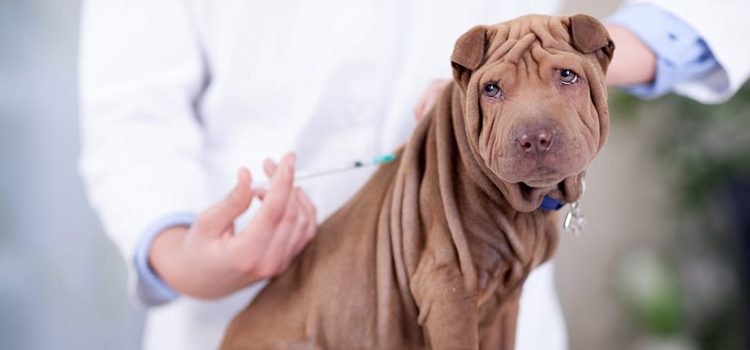 dog vaccination dispensary in DeKalb