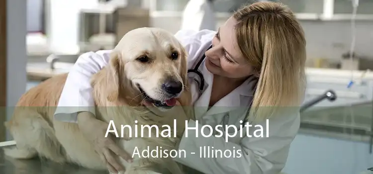 Animal Hospital Addison - Illinois