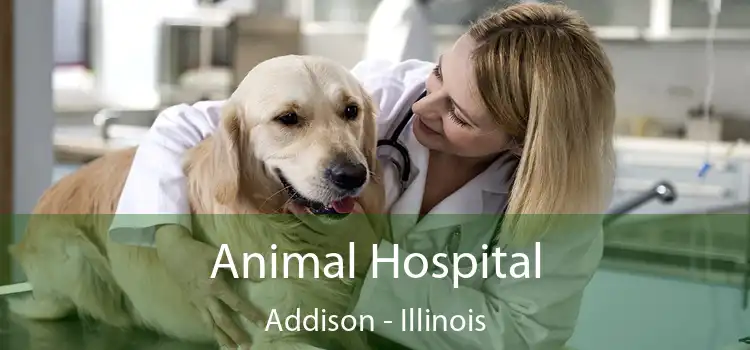 Animal Hospital Addison - Illinois