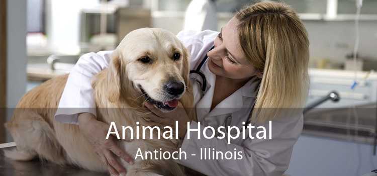 Animal Hospital Antioch - Illinois