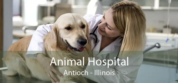 Animal Hospital Antioch - Illinois