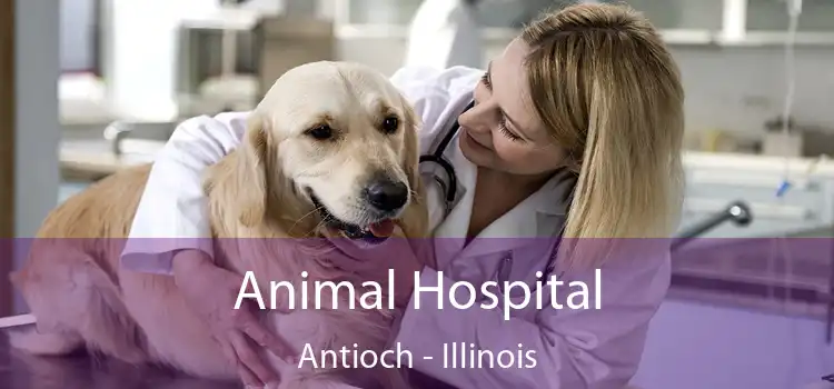 Animal Hospital Antioch - Illinois