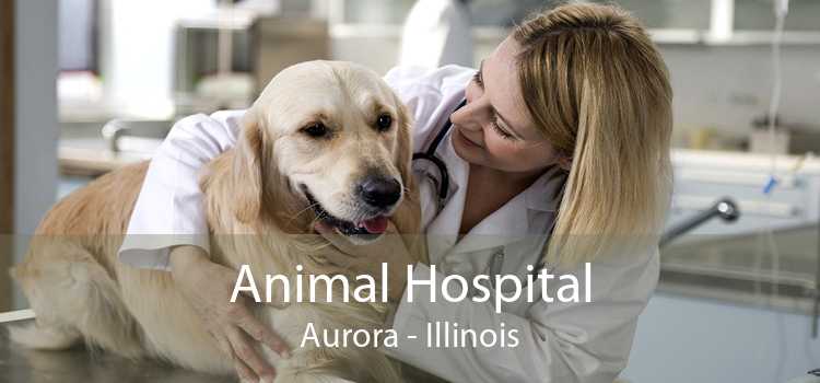 Animal Hospital Aurora - Illinois