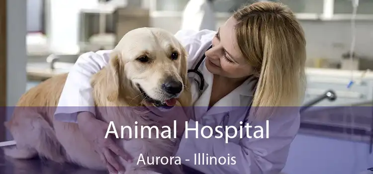 Animal Hospital Aurora - Illinois