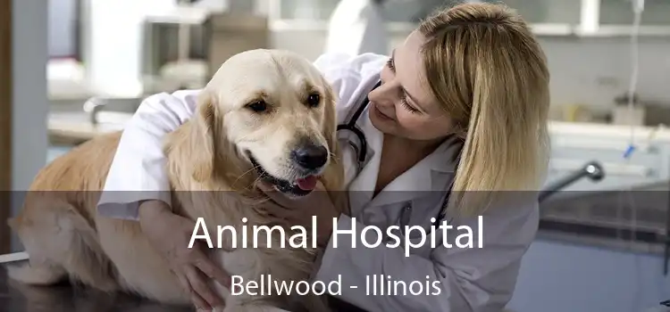 Animal Hospital Bellwood - Illinois