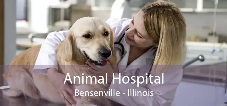 Animal Hospital Bensenville - Illinois