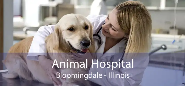Animal Hospital Bloomingdale - Illinois