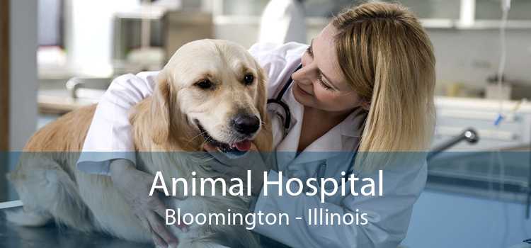 Animal Hospital Bloomington - Illinois
