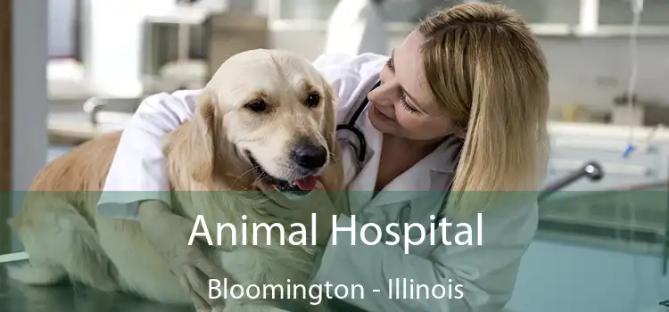 Animal Hospital Bloomington - Illinois