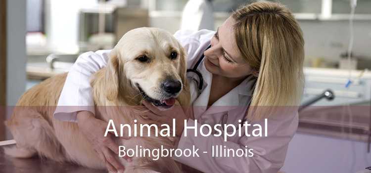 Animal Hospital Bolingbrook - Illinois