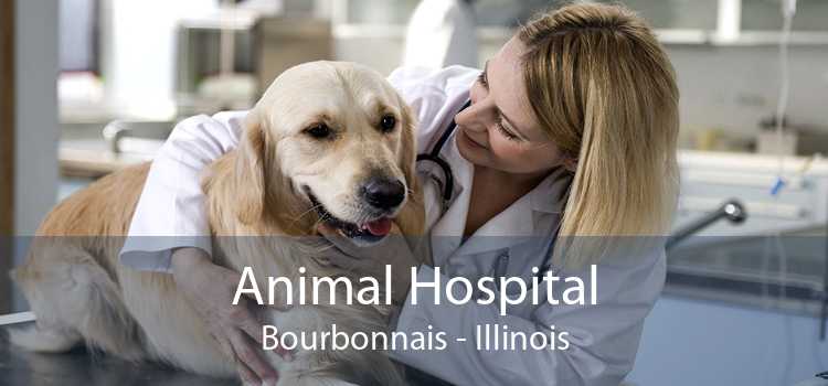 Animal Hospital Bourbonnais - Illinois