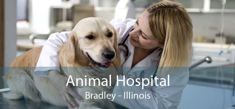 Animal Hospital Bradley - Illinois