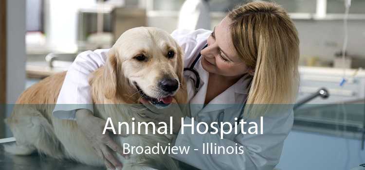 Animal Hospital Broadview - Illinois