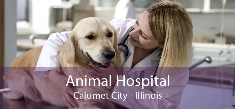 Animal Hospital Calumet City - Illinois