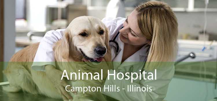 Animal Hospital Campton Hills - Illinois