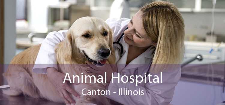 Animal Hospital Canton - Illinois