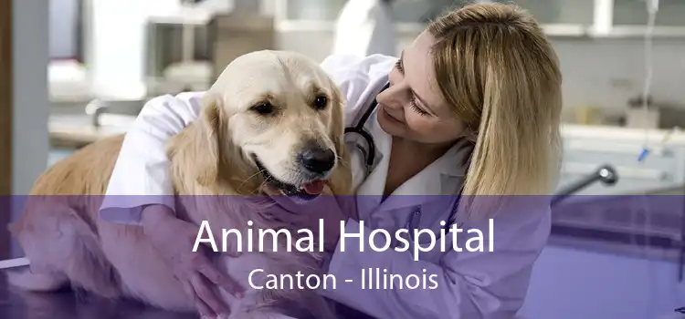 Animal Hospital Canton - Illinois