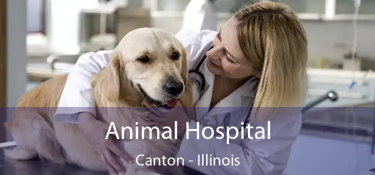 Animal Hospital Canton - Illinois