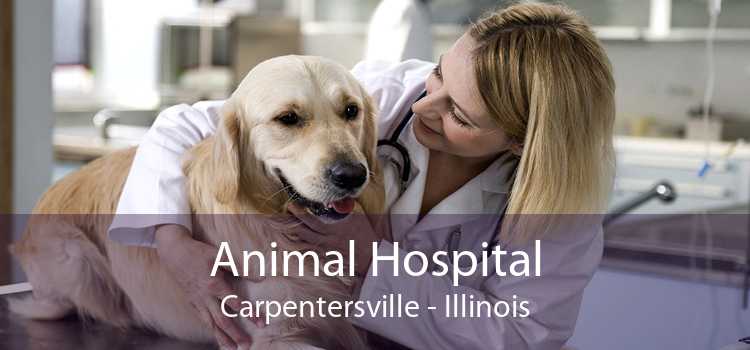 Animal Hospital Carpentersville - Illinois