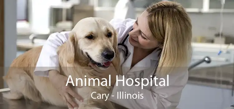 Animal Hospital Cary - Illinois