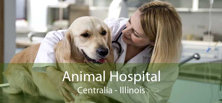 Animal Hospital Centralia - Illinois