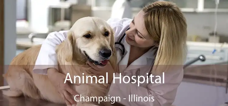 Animal Hospital Champaign - Illinois