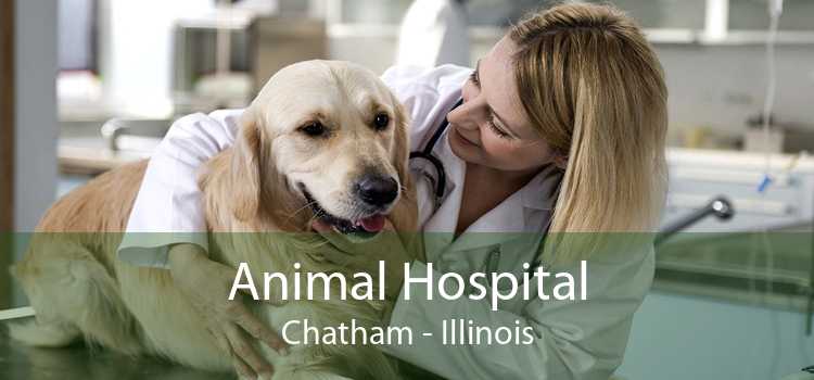 Animal Hospital Chatham - Illinois