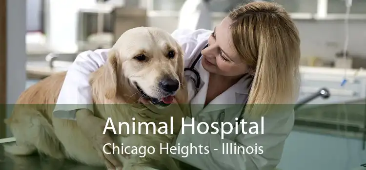 Animal Hospital Chicago Heights - Illinois