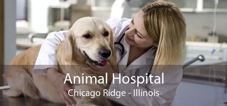 Animal Hospital Chicago Ridge - Illinois