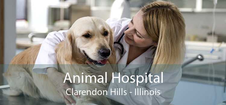 Animal Hospital Clarendon Hills - Illinois