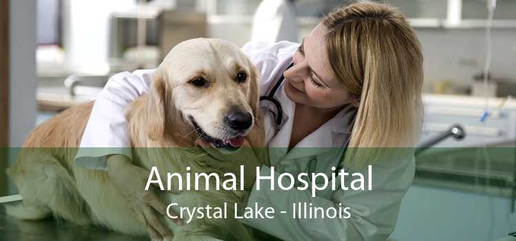 Animal Hospital Crystal Lake - Illinois
