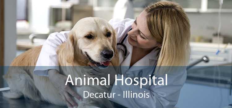 Animal Hospital Decatur - Illinois