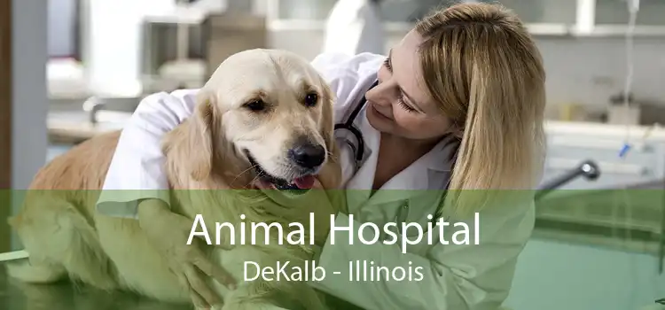 Animal Hospital DeKalb - Illinois