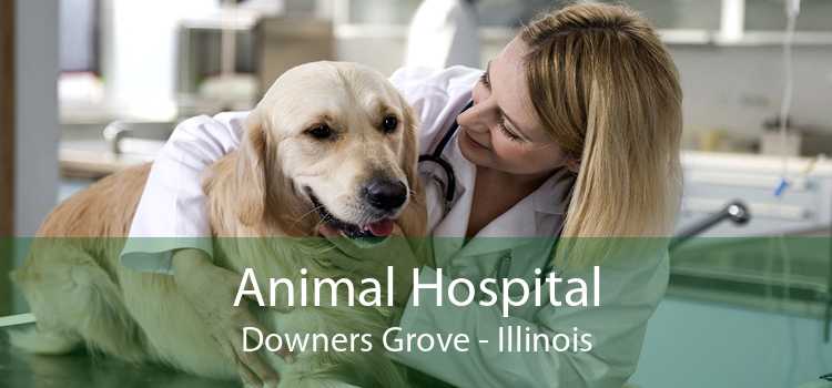 Animal Hospital Downers Grove - Illinois