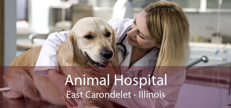 Animal Hospital East Carondelet - Illinois