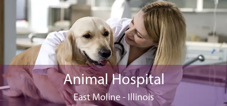 Animal Hospital East Moline - Illinois