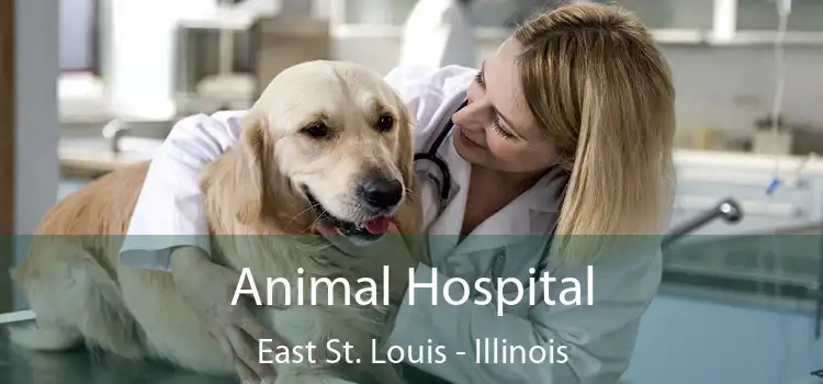 Animal Hospital East St. Louis - Illinois