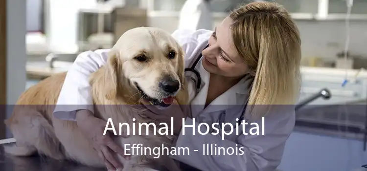 Animal Hospital Effingham - Illinois
