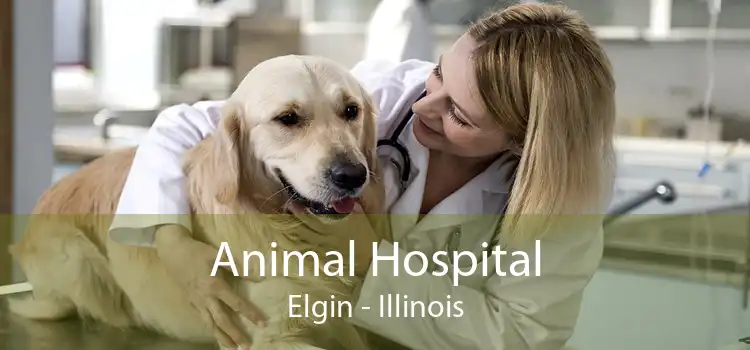 Animal Hospital Elgin - Illinois