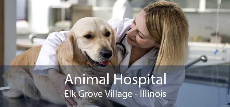 Animal Hospital Elk Grove Village - Illinois