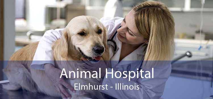 Animal Hospital Elmhurst - Illinois