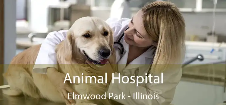 Animal Hospital Elmwood Park - Illinois