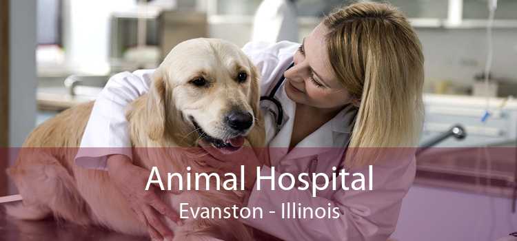 Animal Hospital Evanston - Illinois