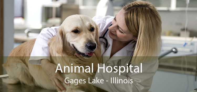 Animal Hospital Gages Lake - Illinois