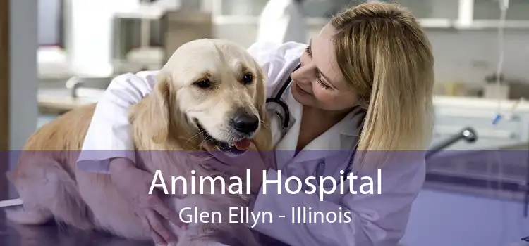 Animal Hospital Glen Ellyn - Illinois
