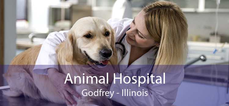 Animal Hospital Godfrey - Illinois