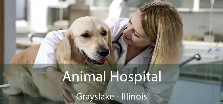 Animal Hospital Grayslake - Illinois