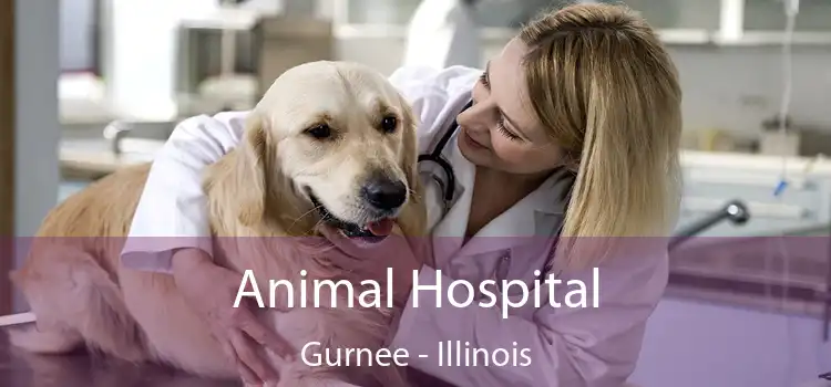 Animal Hospital Gurnee - Illinois