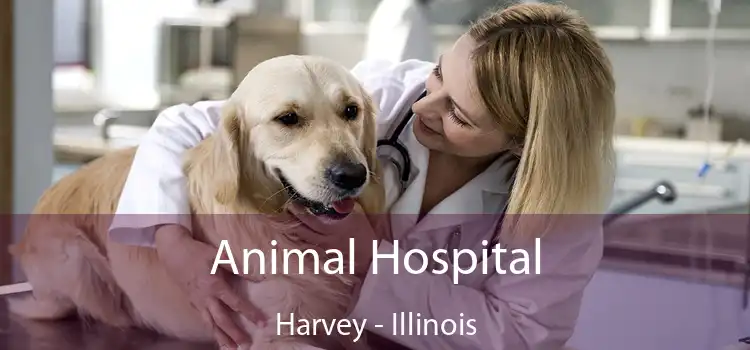 Animal Hospital Harvey - Illinois